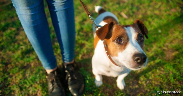  Andar na rua com cachorro ansioso pode ser um grande desafio 