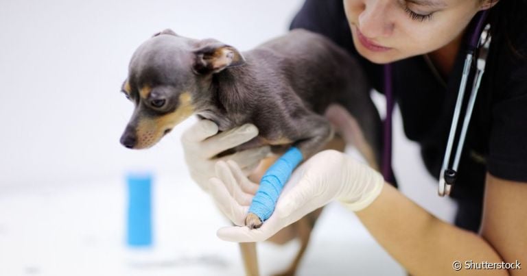 Para a pata de cachorro quebrada voltar ao normal, é preciso realizar terapias de reabilitação