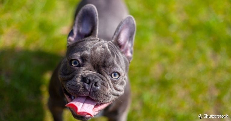 Cachorro com orelha em pé nem sempre é sinal de alerta e algumas raças já nascem com essa característica