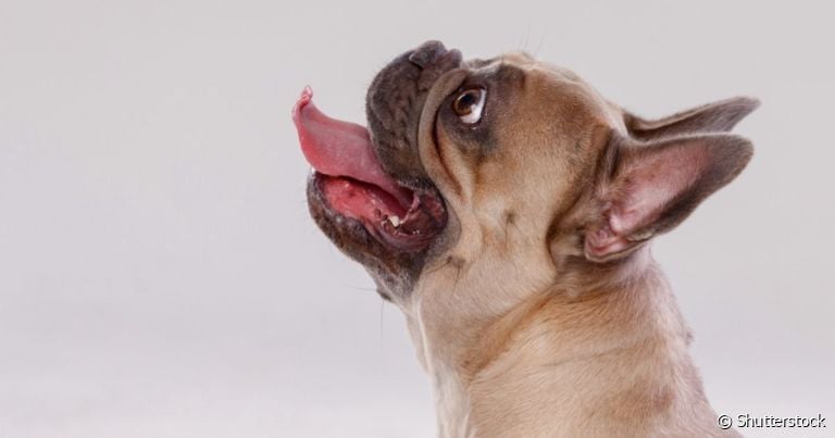 O cachorro lambendo parede é um comportamento que merece a atenção do tutor