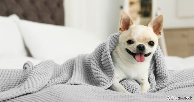 No outono, gripe em cachorro e outras doenças respitarórias precisam de atenção