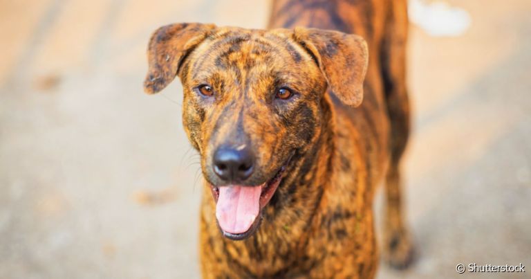 Separamos raças de cachorro tigrado para você se apaixonar!