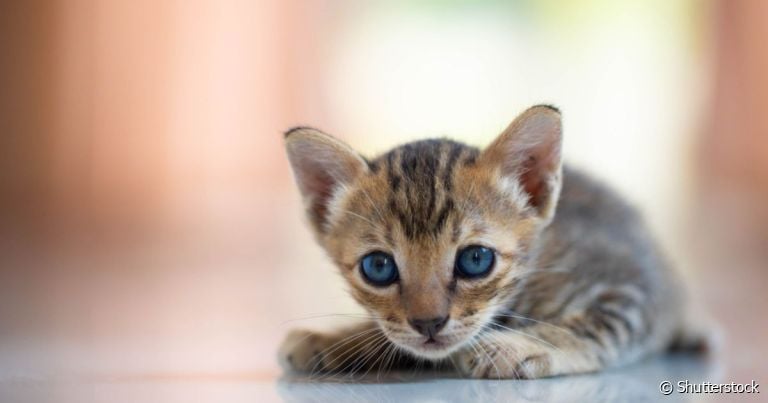  Tabela de vermifugação de filhotes garante a saúde e um bom desenvolvimento do gato