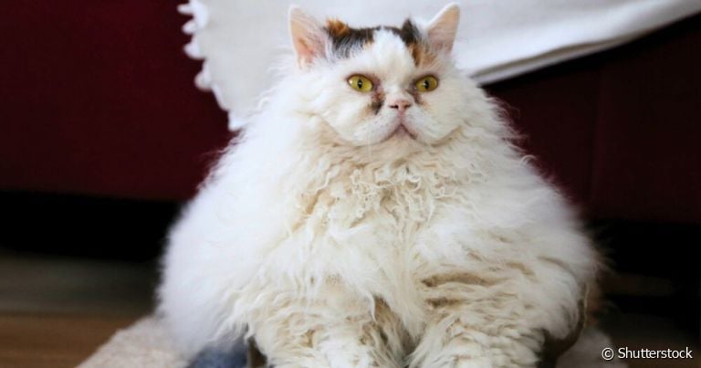  Essa galeria de gato de pelo cacheado vai te fazer derreter por esses felinos