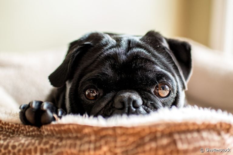 O cachorro braquicefálico tem mais chance de desenvolver conjuntivite por causa da anatomia