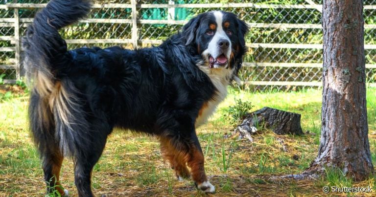 A displasia de cotovelo em cães é mais comum em raças grandes, como o Bernese
