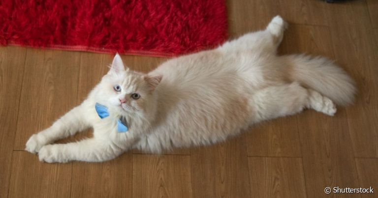 A doença do gato nadador faz com que o pet tenha dificuldade para se movimentar