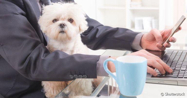  Receber os pets no trabalho pode ser divertido para o tutor e para a empresa!