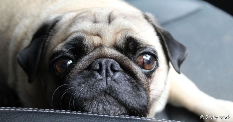  Entrópio em cães causa dores e inflamações na região ocular