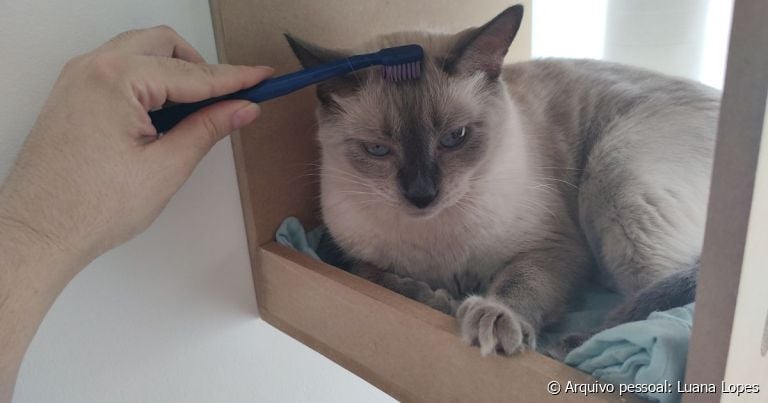 O carinho no gato com escova molhada pode ter efeitos positivos ou negativos no animal