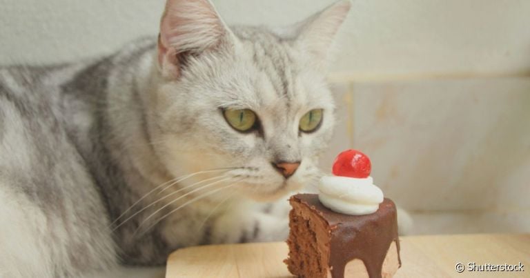 Para quem pensa que gato pode comer chocolate, isso é um erro. Esse é um dos alimentos mais perigosos para os pets