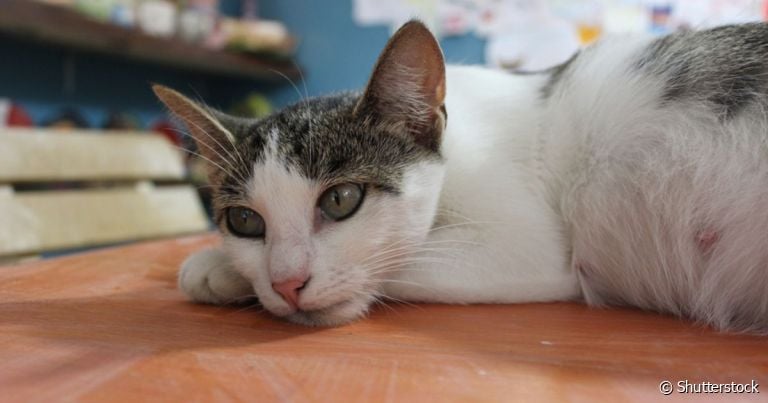 Por trás de um gato triste podem haver vários motivos, como saudade ou falta de estímulos