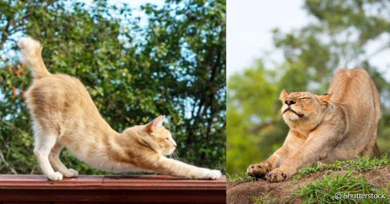Gatos domésticos e grandes felinos têm mais em comum do que a gente pensa
