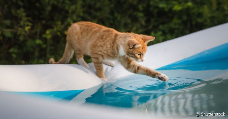 Não é porque gato não gosta de água que eles não sabem nadar, mas isso varia de animal para animal