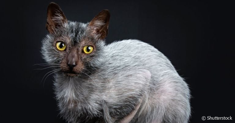  O Lykoi é um gato que parece um lobo que surgiu recentemente, mas não é tão raro 