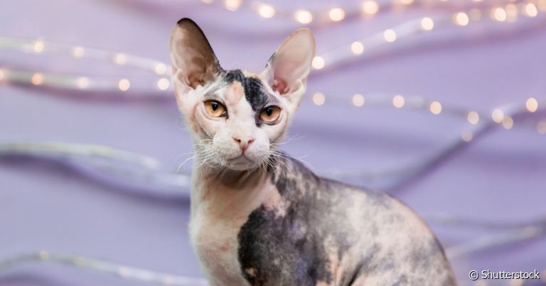 Os nomes para gatos da raça Sphynx podem seguir diferentes categorias