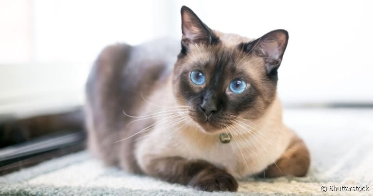 O gato Siamês é uma da raça muito inteligente e esperta, por isso deve ser sempre estimulada