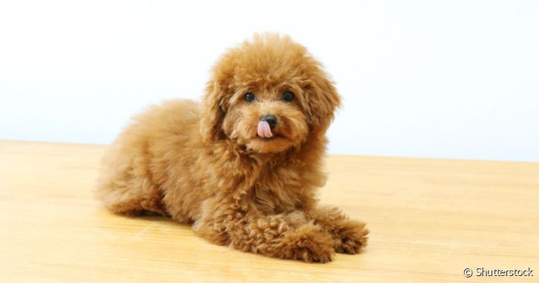 Dentre os cachorros inteligentes com porte pequeno, o Poodle tem grande destaque