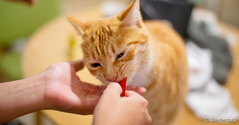 Os petiscos para gatos são ideais para mimar o animal no dia a dia, mas também podem ser incluídos em brincadeiras