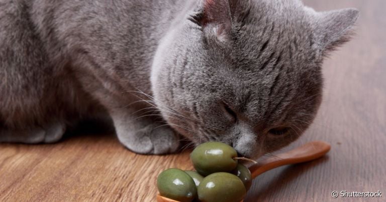 Gatos gostam de azeitona e podem ter comportamentos muito engraçados depois de cheirá-las