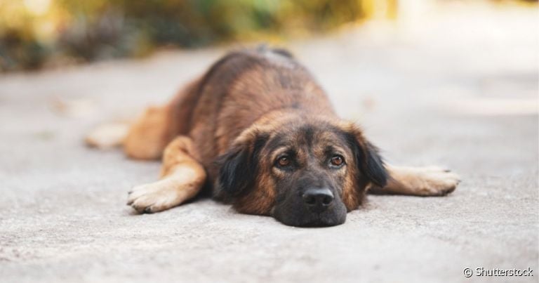 Na síndrome do cão nadador, a forma como o pet se locomove parece que ele está nadando