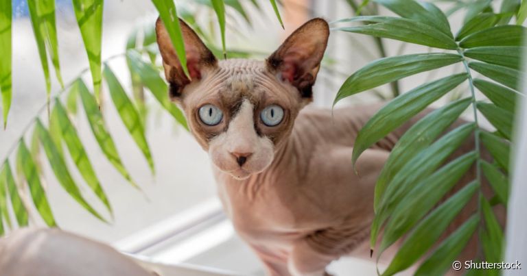 O Sphynx é um gato sem pelo que aparenta ser gélido e sério, mas será que ele é assim mesmo?