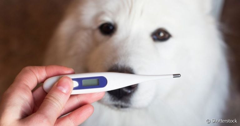 Como saber se o cachorro está com febre: descubra se o termômetro sem contato funciona