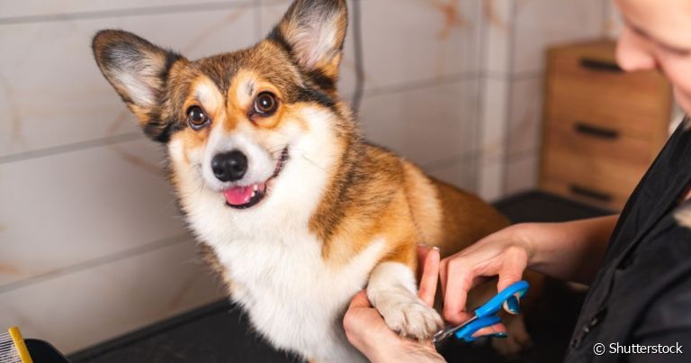 Além de saber como cortar unha de cachorro, o tutor deve estar atento a alterações na região