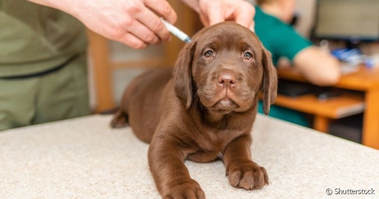  A primeira vacina no filhote de cachorro deve ser dada, preferencialmente, depois do vermífugo 