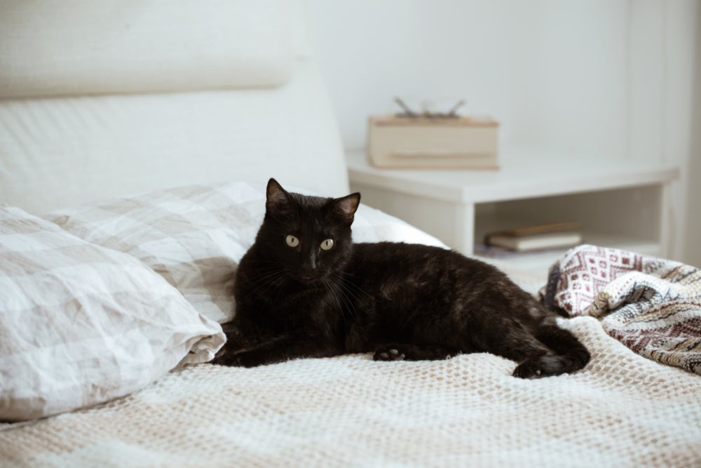 Para saber se o gato está com frio, confira a temperatura nas patas, focinho e pontas das orelhas
