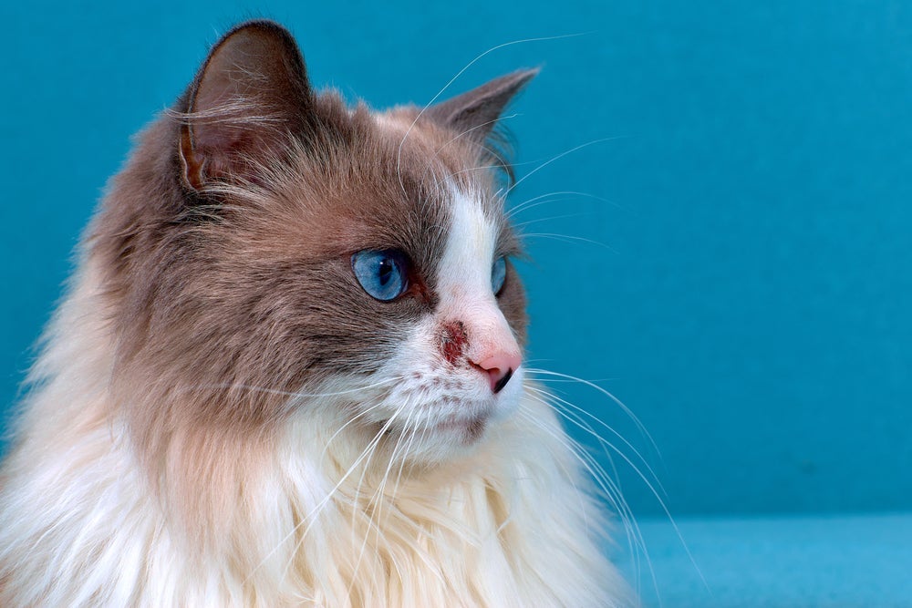 A sarna em gatos causa feridas na pele