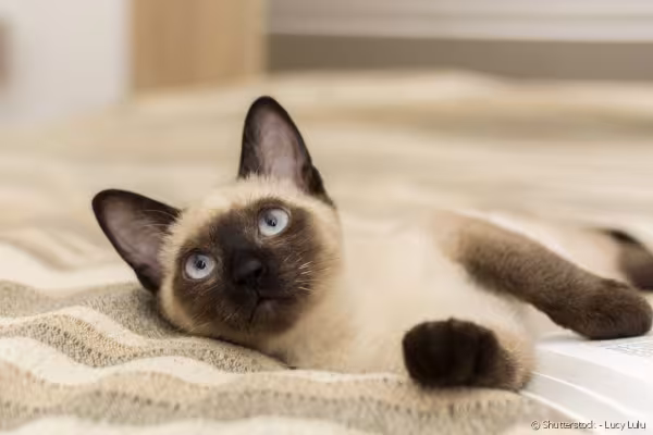 Gato Siamês deitado na cama