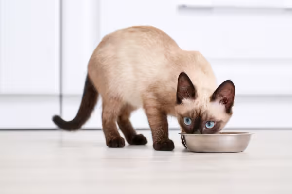 Gato Siamês comendo comendo ração