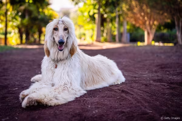 Afghan Hound branco sentado