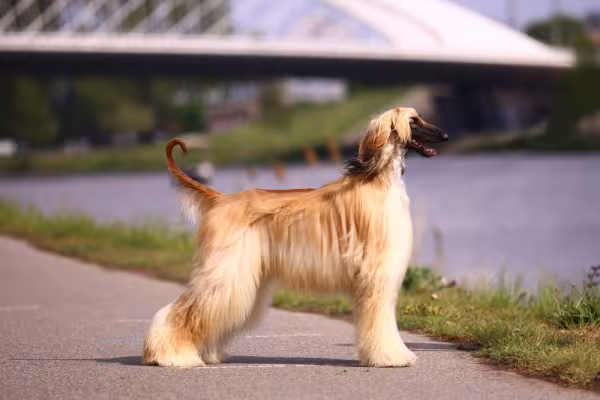 Afghan Hound em pé de lado
