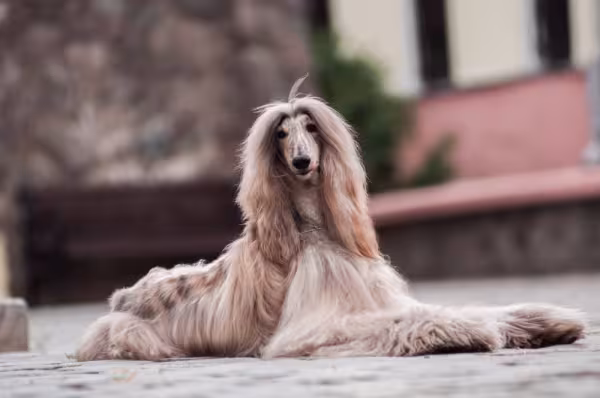 Afghan Hound sentado cinza
