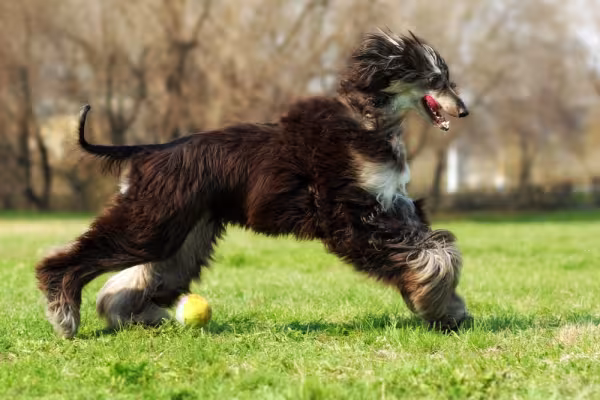 Afghan Hound preto correndo