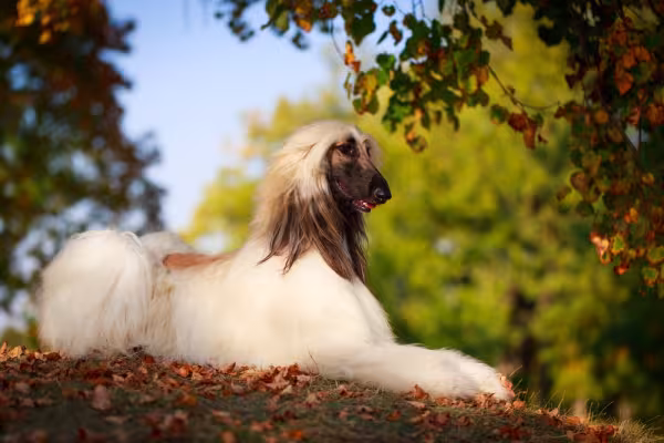Afghan Hound branco sentado ao ar livre