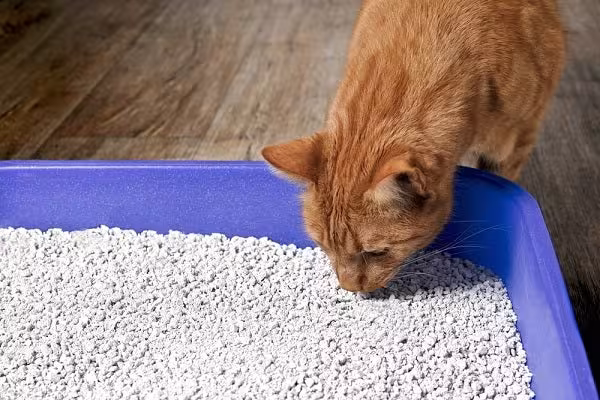 Gato laranja cheirando caixa de areia