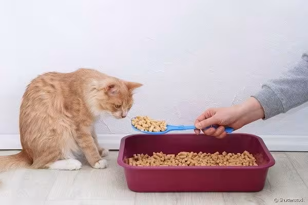 Gato laranja olhando para pá de caixa de areia com granulado