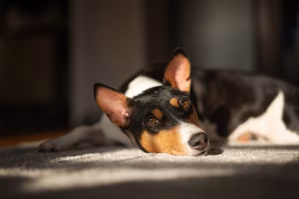 O cachorro Basenji também aprecia momentos de descanso