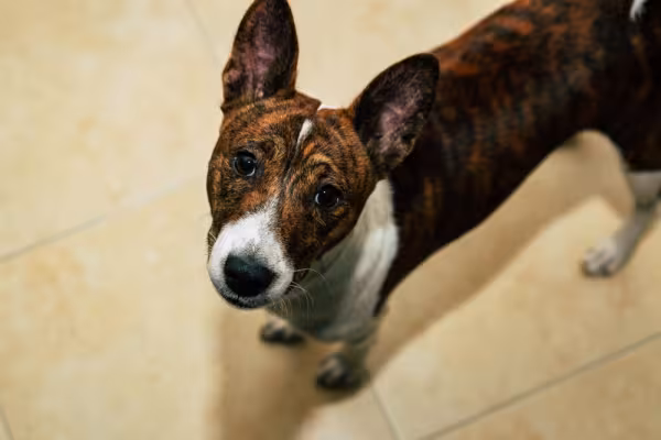 Raça Basenji pode ter diferentes combinações de cores, como o tigrado