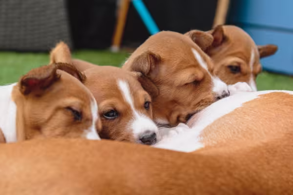 O Basenji filhote precisa da amamentação no primeiro mês