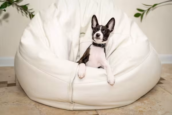 Basenji: cachorro pode ser levado para casa depois de dois meses de vida