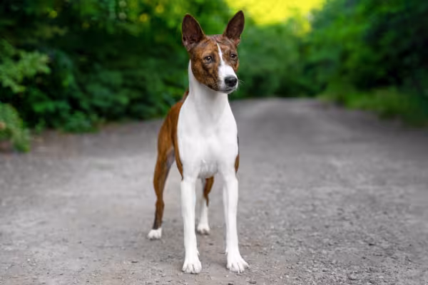 Basenji: canil do cachorro deve ser avaliado com cuidado