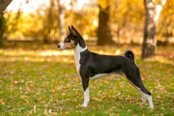 Basenji: o 'cachorro do Egito' na verdade é do Congo