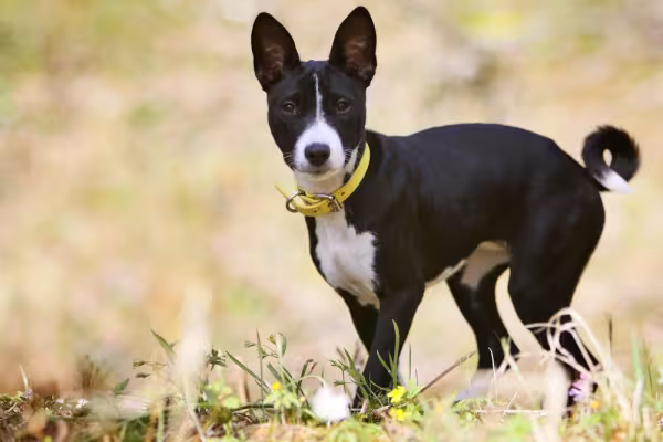 O Basenji filhote só pode passear depois de vacinado