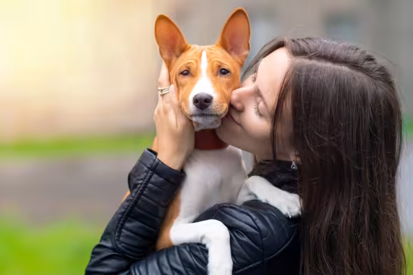 O Basenji é dócil, mas demonstra afeta de forma diferente