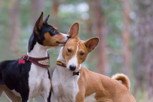 Raça Basenji precisa ser socializada desde cedo para conviver bem com outros pets