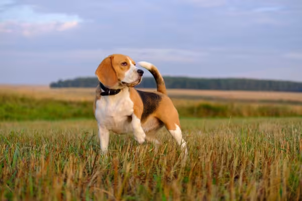Beagle em pé ao ar livre